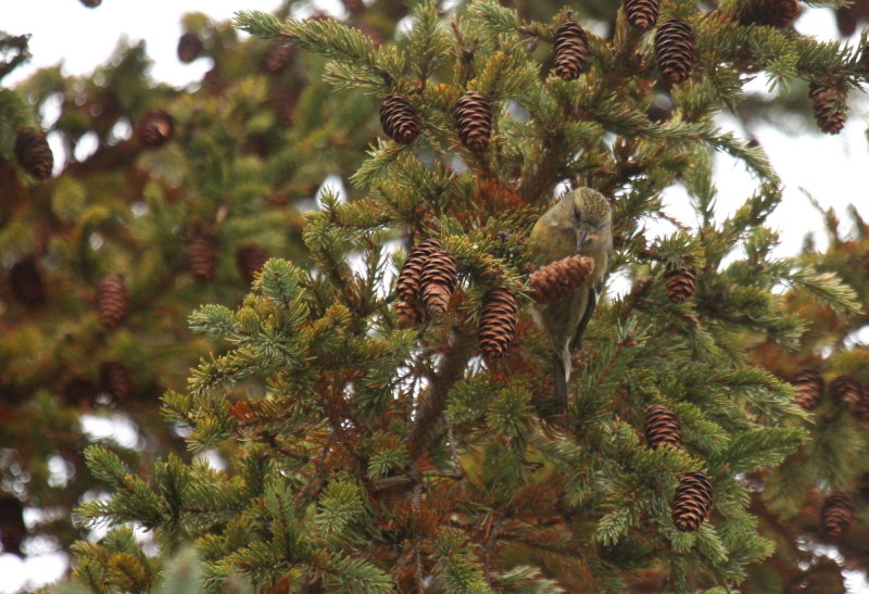 White-winged Crossbill