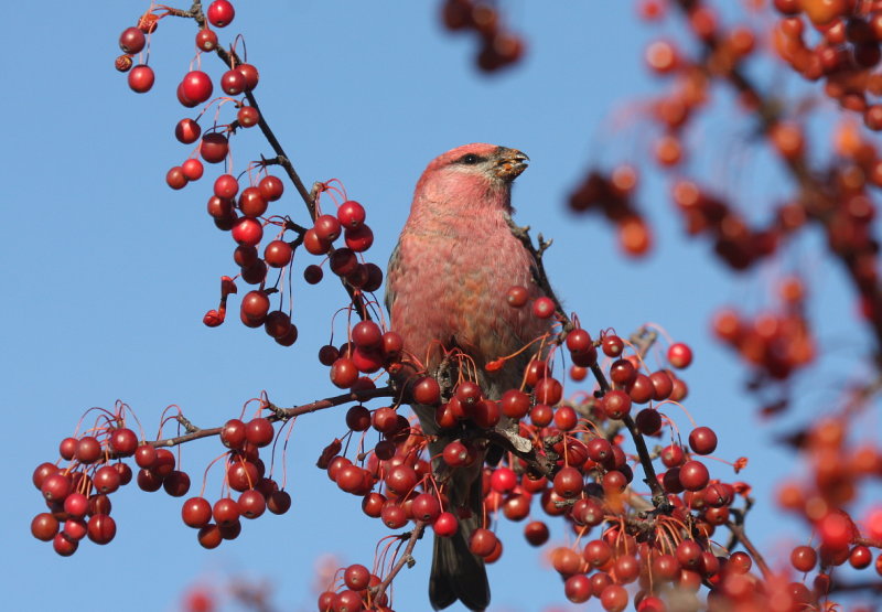 Pine Grosbeak