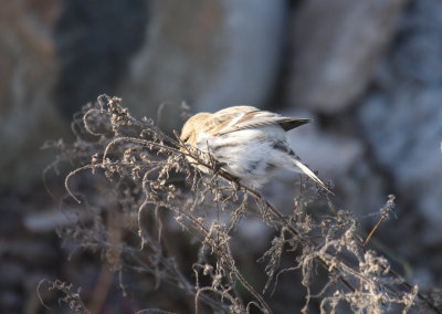 Hoary Redpoll