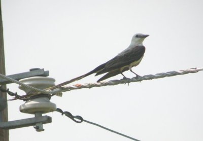 Scissor-tailed Flycatcher