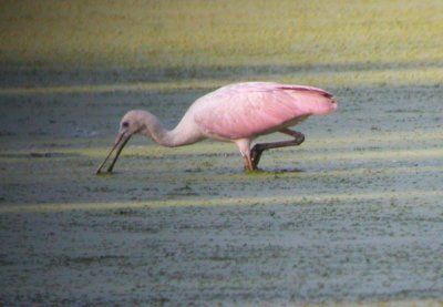 Roseate Spoonbill