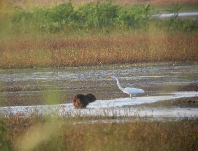 Nutria and Great Egret