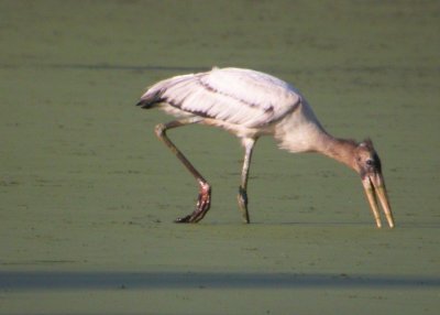 Wood Stork