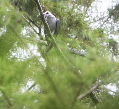 Mississippi Kite