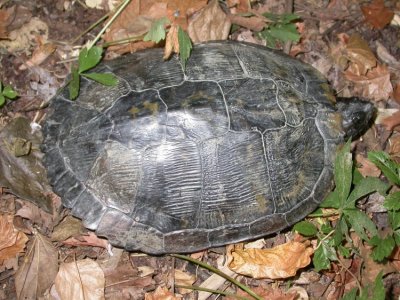 Red-eared Slider