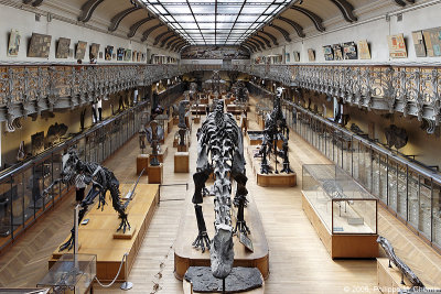 Gallery : : Paléontologie