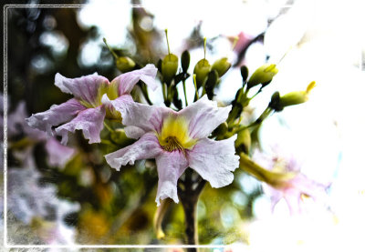 Unknown flowering tree