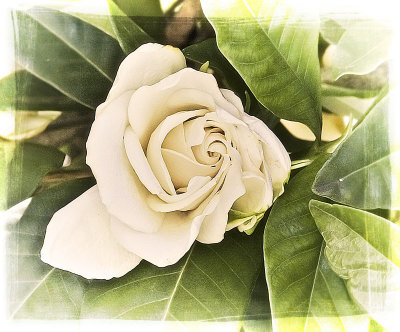 Gardenia