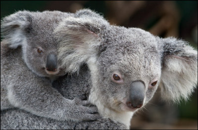 Koala mother and baby