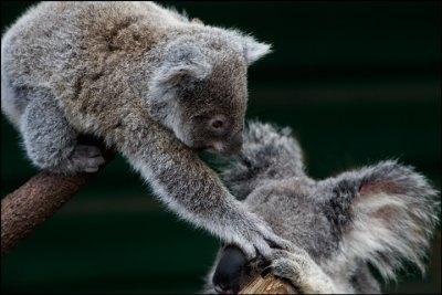 Koala mother and baby (2)