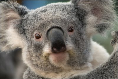 Adult Koala