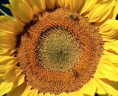 Closeup of Sunflower at f2.8