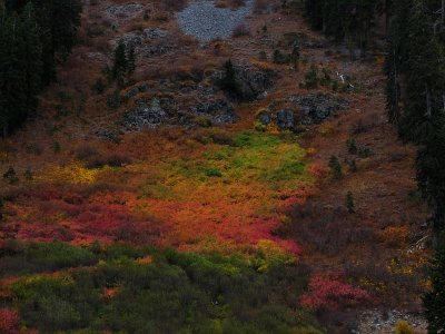 Natures Paint Brush - Squaw Valley