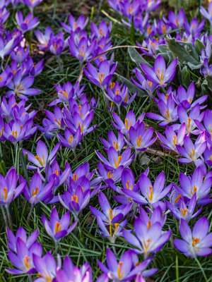 Crocuses