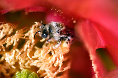macrobeeweb.jpg