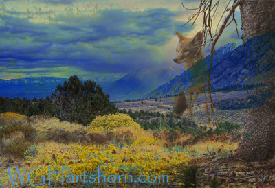 Coyote 395 Meadow