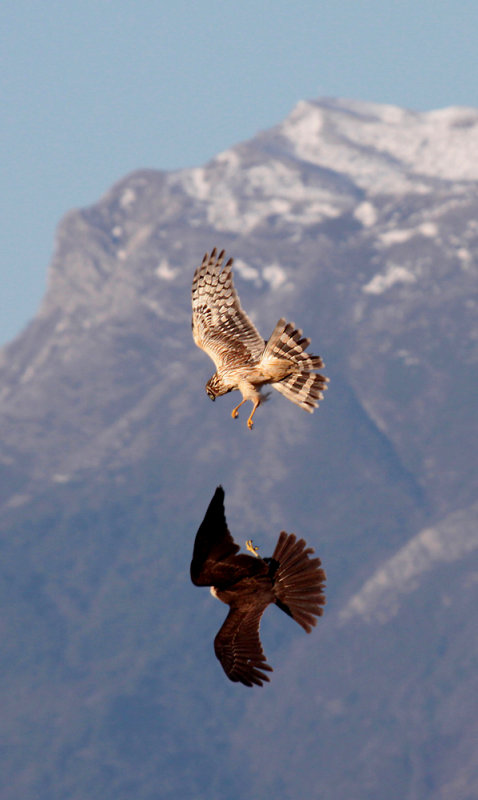 Albanella Reale vs Falco di Palude - Hen Harrier vs Marsh Harrier