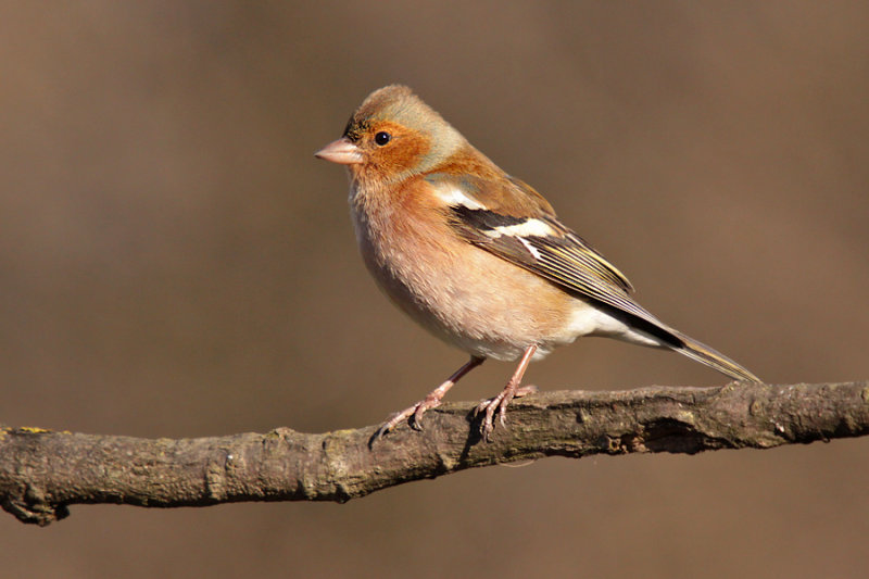 Fringuello - Chaffinch
