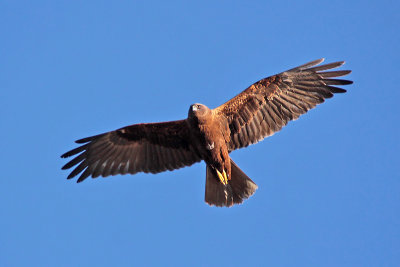 Falco di palude - Marsh Harrier