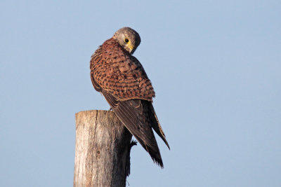 Gheppio - Kestrel