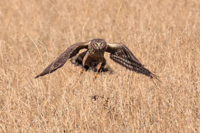 Albanella Reale - Hen Harrier