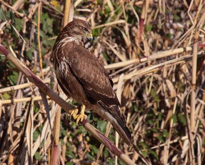 Poiana - Common Buzzard