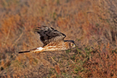 Albanella Reale - Hen Harrier