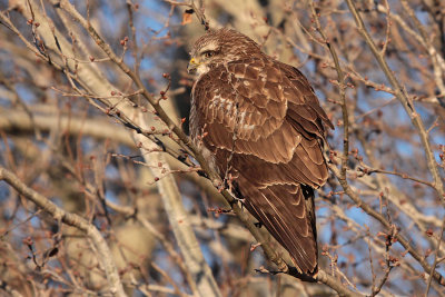 Poiana - Common Buzzard