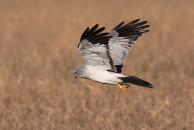 Albanella Reale - Hen Harrier ( male )