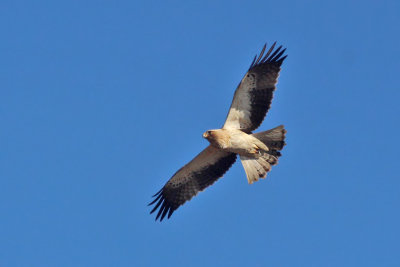 Aquila minore - Booted Eagle
