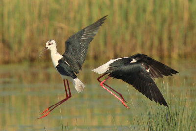 Cavaliere d'Italia - Black winged Stilt