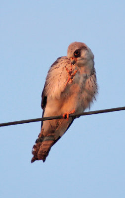 No photo please ( Falco cuculo - Red-footed Falcon )