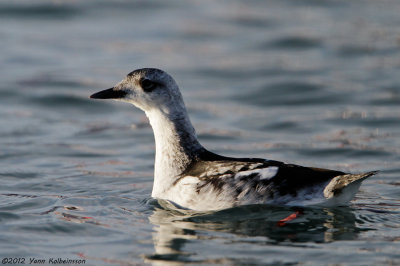 Black Guillemot, winter plumage