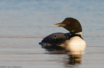 Great Northern Diver (Common Loon), adult summer