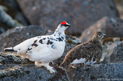 Rock Ptarmigan, pair