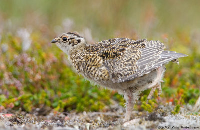 Rock Ptarmigan, young