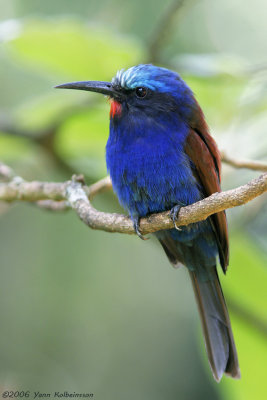 Blue-headed Bee-eater, adult