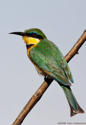 Little Bee-eater, adult