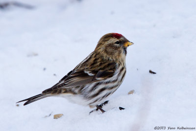 Common Redpoll