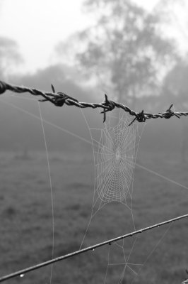 DSC_6532.jpg