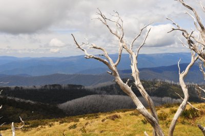 From Mt Pinnibar