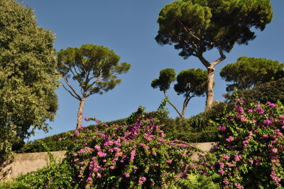 Pines of Rome (umbrella pines)