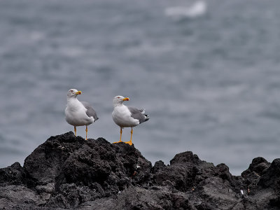 Medelhavstrut  Larus michahellis (Atlantis) Yellow-legged Gull