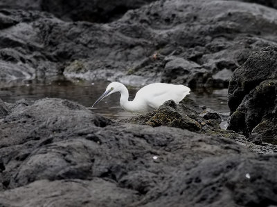 Silkeshger  Little Egret  Egretta garzetta