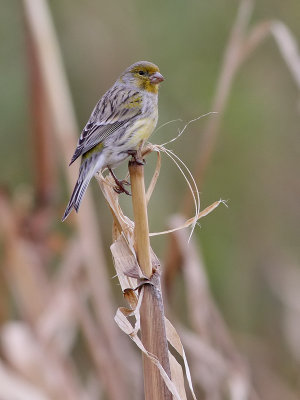 Kanariesiska   Atlantic Canary  Serinus canaria