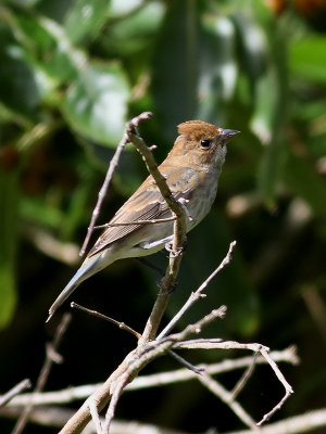 Indigosparv Indigo Bunting Passerina cyanea