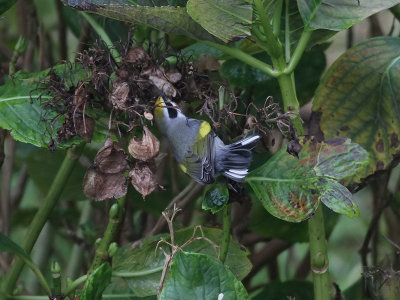 Guldvingad skogssngare  Golden-winged Warbler  Vermivora chrysoptera