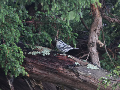 Svartvit skogssngare <br>  Black-and-white Warbler <br> Mniotilta varia
