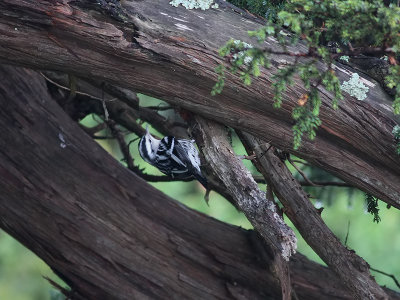 Svartvit skogssngare   Black-and-white Warbler  Mniotilta varia