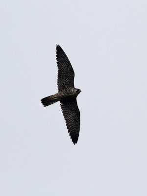 Pilgrimsfalk  Falco peregrinus Peregrine Falcon